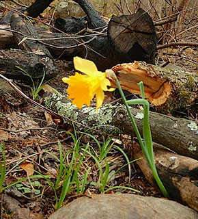 Great Smoky Mountain National Park