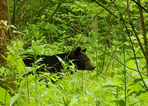 Great Smoky Mountain National Park